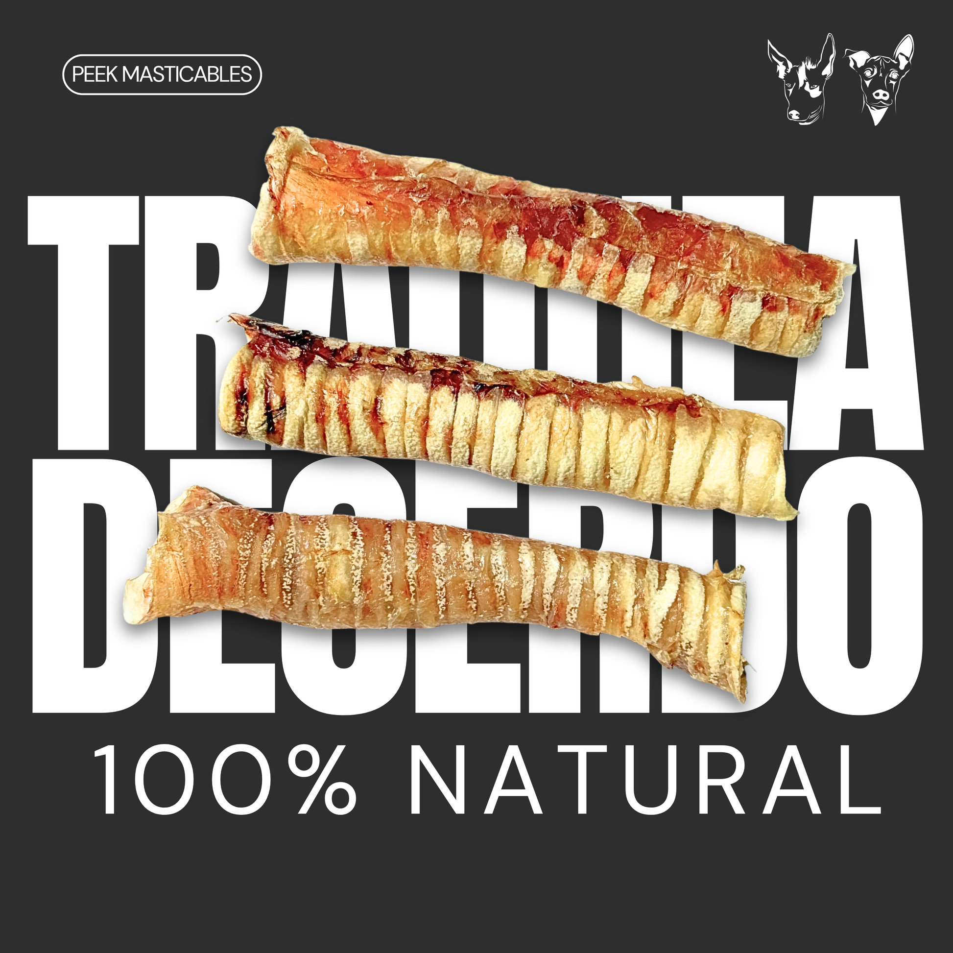 TRAQUEA DE CERDO